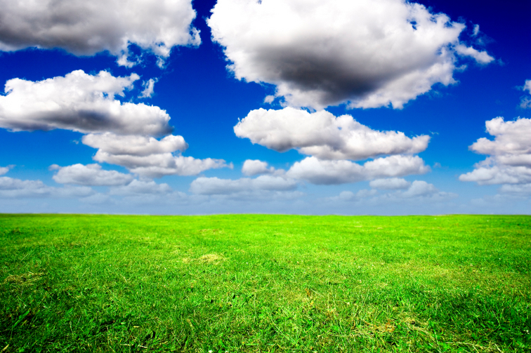 A field of fresh green grass under a blue sky with white fluffy clouds.