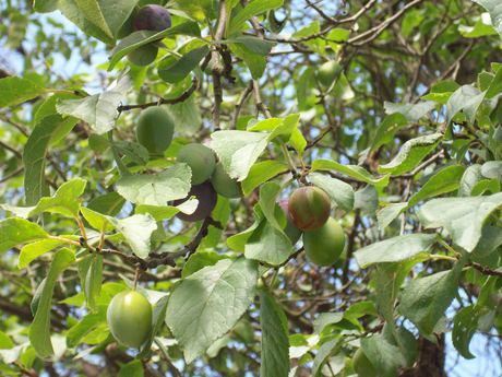 Pflaumenbaum mit unreifen Fruechten