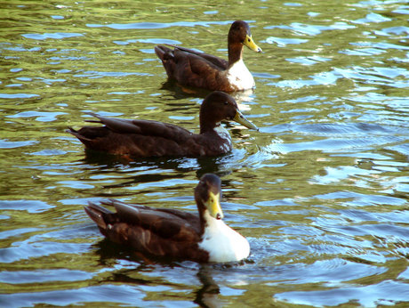 3 ducks