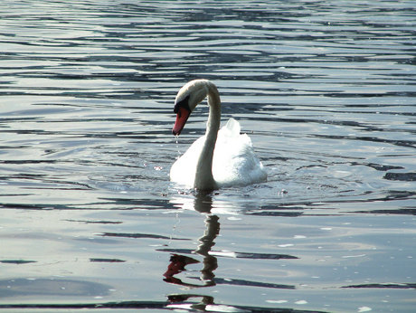 Swan