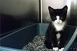 Katzenklo Katzenklo