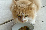 Katze Futter Katze Futter