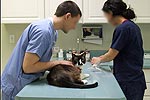 Katze Tierarzt Katze Tierarzt