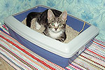 Katzenklo Katzenklo