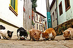 Katze Futter Katze Futter