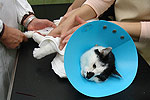 Katze Tierarzt Katze Tierarzt
