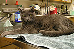Katze Tierarzt Katze Tierarzt
