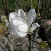 Min magnolie blomstre