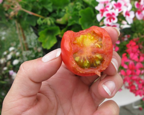 Min første tomat fra haven