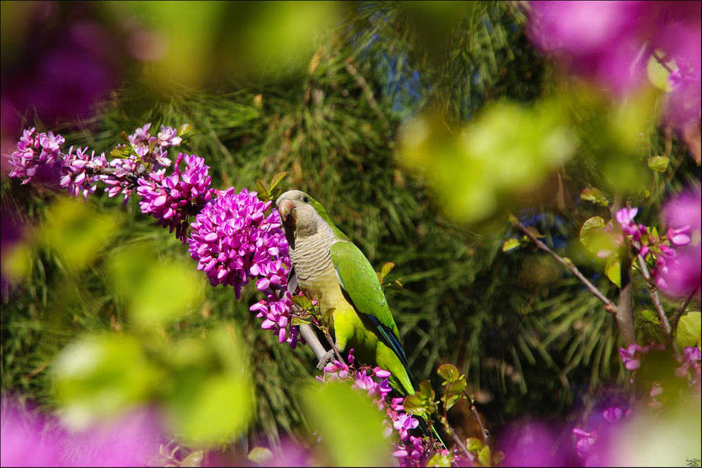 Los colores de la primavera 6703929_2f988ce7e96aefd1274c79c6835d3763_large1k