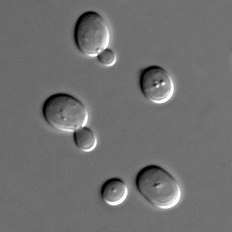 Bierhefe unter dem Mikroskop. Bild von Wikipedia: http://commons.wikimedia.org/wiki/File:S_cerevisiae_under_DIC_microscopy.jpg