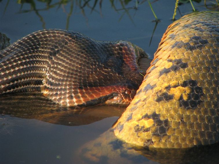 anaconda eats man. Anacondas Eating Deer