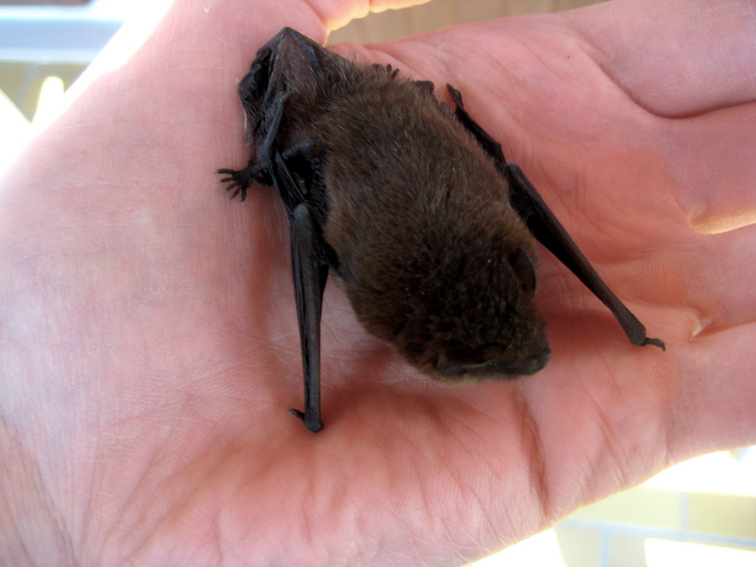 23: Süße kleine Fledermaus. - pattex