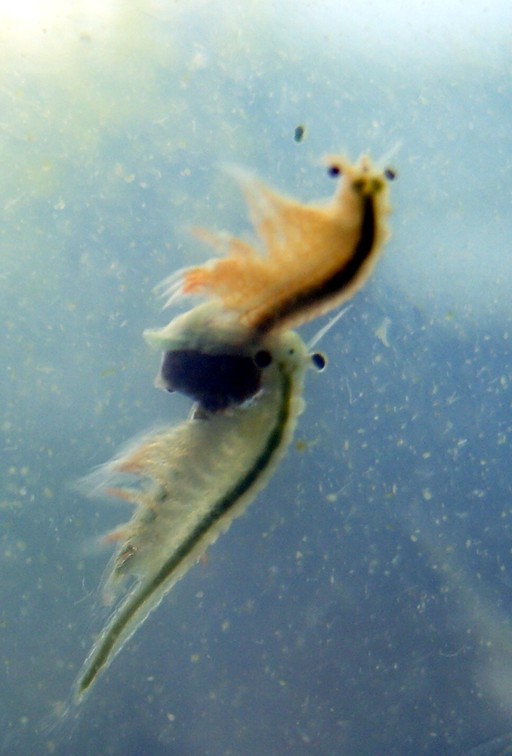 Mating Sea Monkeys