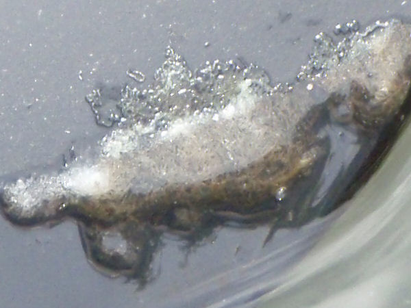 goldfish eggs in pond. koi snail eggs