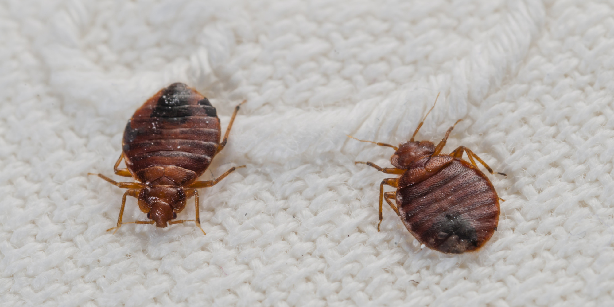 Bed Bug Inspection