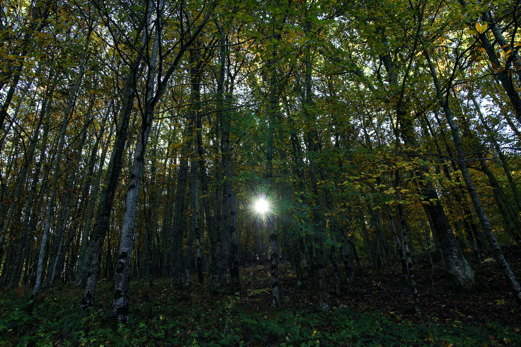 Una luz en el bosque Original