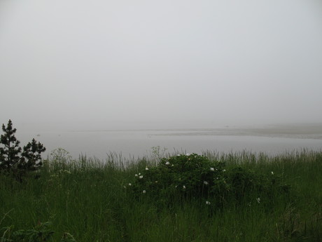 Havgus, Bønnerup Strand