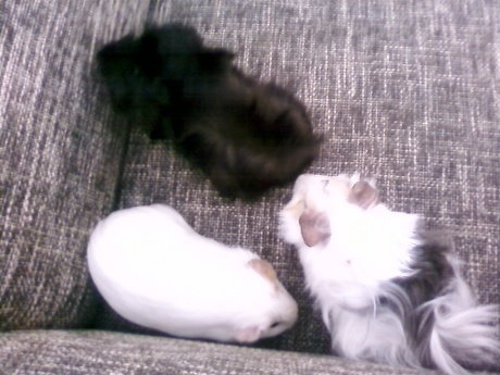 Dinner with anna n arpi incl guinea pigs kingo, taddy n valdemar