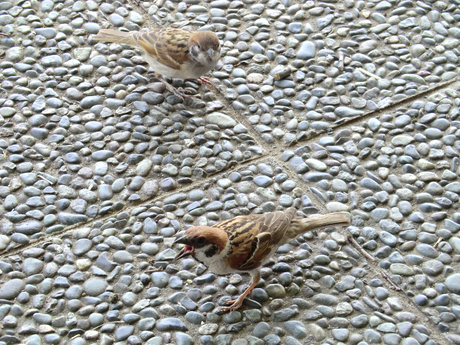 Small birds which want my food