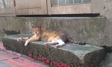 Cat on a doorstep behind Shida