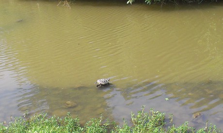Turtle at Daan park