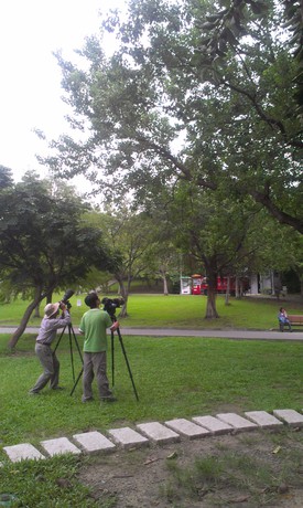 People taking photos of a bird in a tree at Daan park