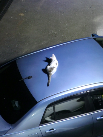 The other downstairs cat, also on a car