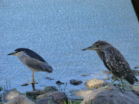 Birds at Daan park