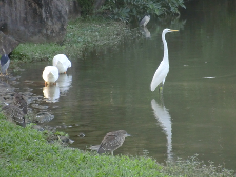 More birds at Daan park