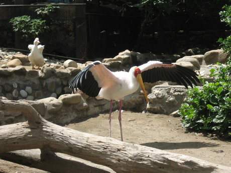 Birds in the zoo