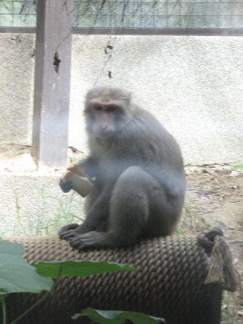 The wild monkey eating the civets' bread