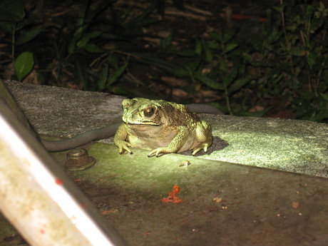 A frog or toad