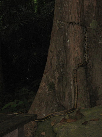 A Snake, maybe 1.5 to 2 metres long