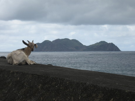 A goat at Longmen harbour, with Xiaolanyu in the background