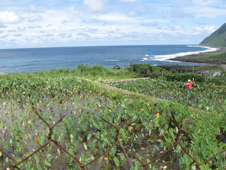Taro fields above one of the villages on the east side of the island