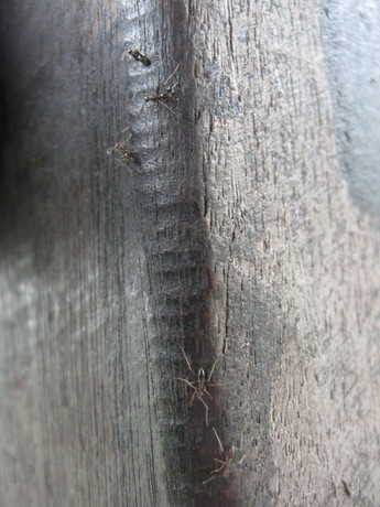 Long legged ants