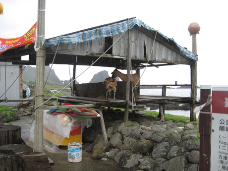 Goats in the remains of a sitting platform