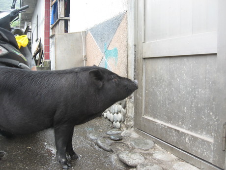 A pig in front of our door