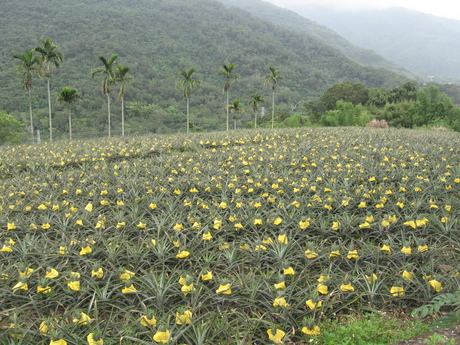 A field of pineapples, with protective covers