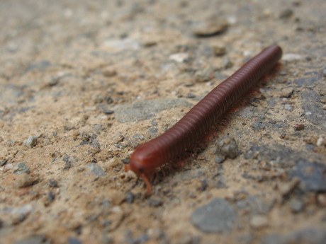 A large millipede