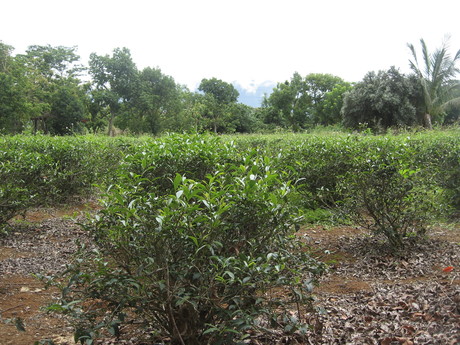 A demonstration tea farm