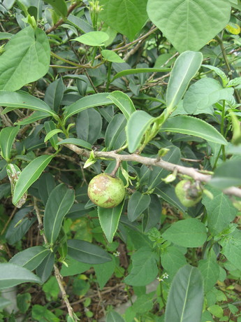 This seemed to be the fruit of the tea plant