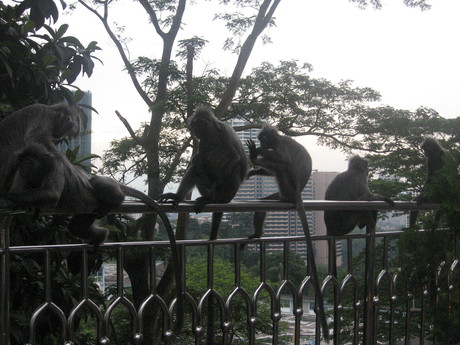 Monkeys at the base of Menara KL