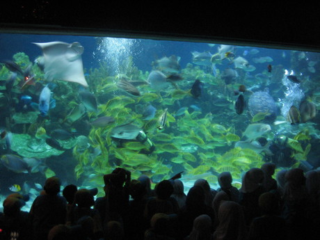 Feeding time in the main tank at the aquarium