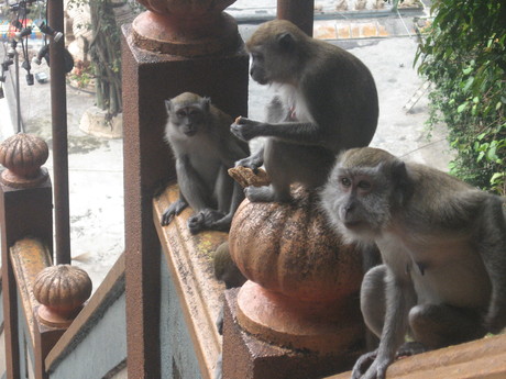 Monkeys at Batu Caves, with the middle monkey eating Beatrice's granola bar