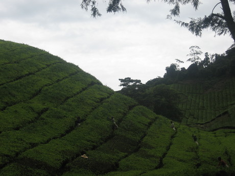 Boh Tea Estate, with low-paid Bangladeshi workers who I hope don't mind being in my photo