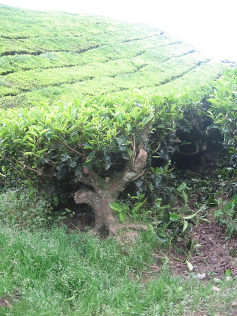 Closer view of a tea plant