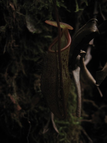 Pitcher plant in the mossy forest