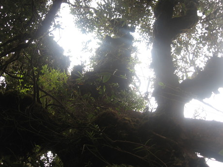 View up in the mossy forest